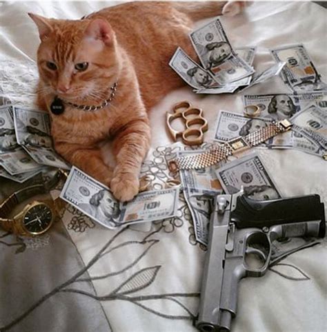 Cat Gangster Bodog