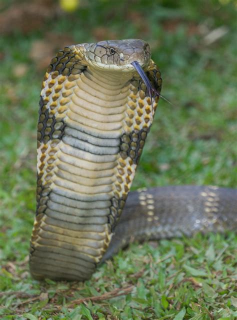King Cobra LeoVegas