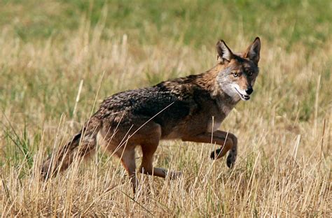 Wild Coyote Betfair